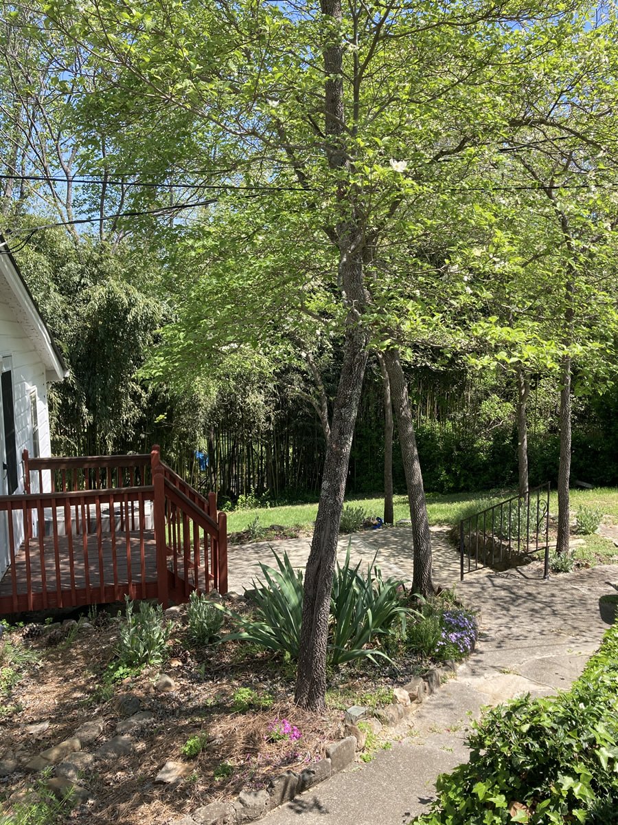 Treetop Mid Century Cottage - peaceful retreat, 1 mile from CaroMont Belmont Hospital, I-85 (Exit 27), and Tailrace Marina at the Catawba River